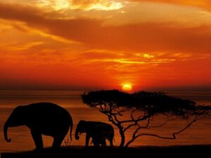 afrikkalainen sisustus