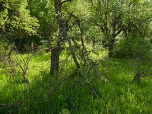 villa ja vanha puutarha